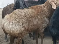 Қошқар, Қойлар — 1-сурет
