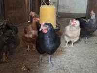 Chickens — foto 7