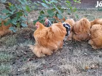Pekin Bantam — photo 1