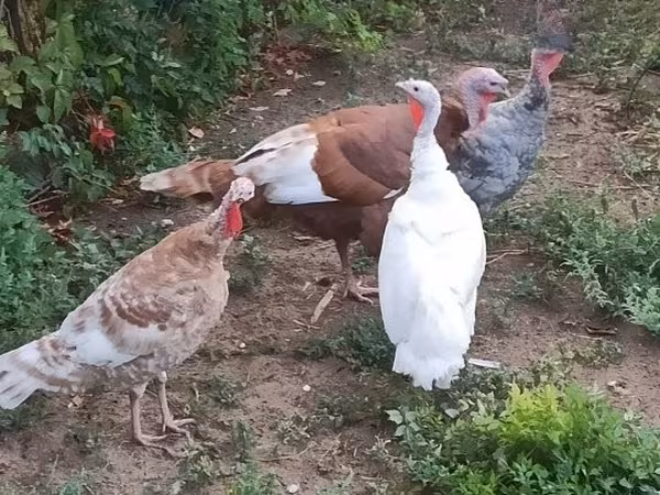 Turkeys — Węgry