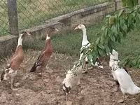 Ducks — Foto 1