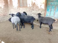 Qoyun, Romanov sheep — foto 5
