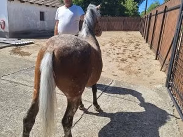 母马, Horses