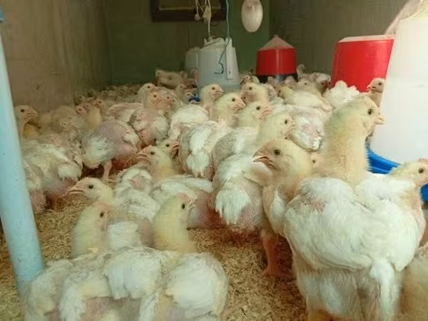 Chickens