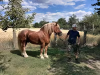 Égua, Hungarian horse breed — foto 6