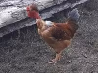 Chickens — 照片 2