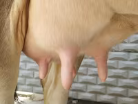 Krava, Swiss cattle — fotografija 6