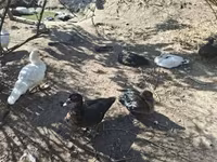 Ducks — zdjęcie 1