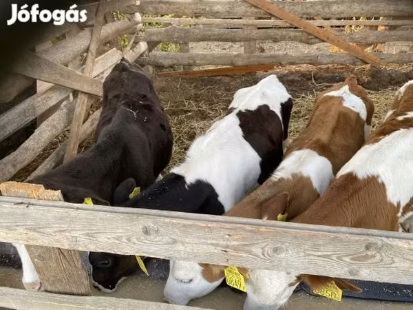 公牛, Simmental cattle