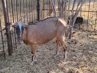 雌ヤギ, Alpine goat — 写真 5