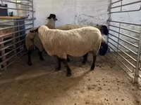 Oveja, White Suffolk sheep — foto 8
