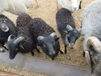 मेढ़ा, Ouessant sheep — फ़ोटो 3