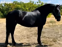 Yegua, Friesian — foto 2