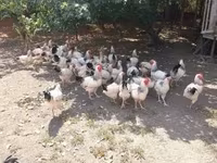 ससेक्स — फ़ोटो 2
