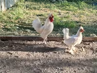 Chickens — fotografija 2