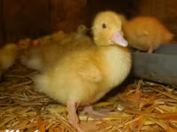 Ducks — الصورة 1