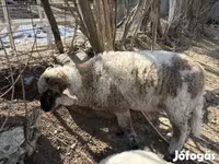 كبش, الأغنام — الصورة 1