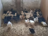 Chickens — 写真 2