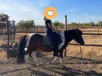 Caballo, Caballos — foto 7