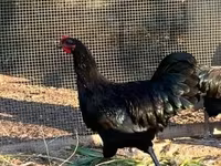 डेनिश हेन — फ़ोटो 4