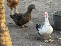 Ducks — Foto 3