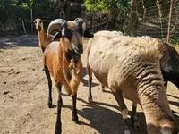Carnero, Cameroon sheep — foto 2