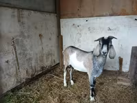 Jarac, Nubian Goat — fotografija 3