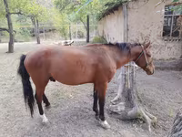 Pastuv, Karachay horse — fotografija 5