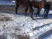 Pastuv, Yakutian horse — fotografija 1