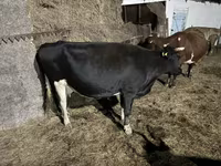 Krava, Russian Black pied cattle — fotografija 1