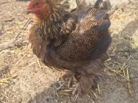 Chickens — 照片 5