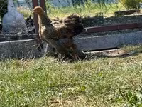 براهما — الصورة 2