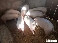 Sow, Pigs — photo 2