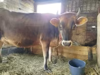 母牛, Jersey breed — 照片 2