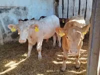 公牛, Simmental cattle — 照片 2