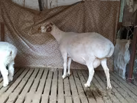 Ovan, Hissar sheep — fotografija 3