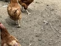 Chickens — 写真 4