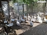 Ducks — الصورة 5