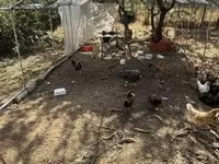 Chickens — 写真 2