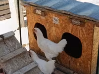 Chickens — 照片 2