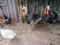 Turkeys — fotografija 1