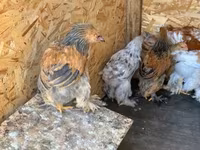 Brahma — Foto 2