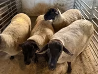 Oveja, White Suffolk sheep — foto 2