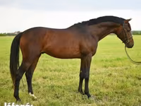 公马, Thoroughbred horse — 照片 2