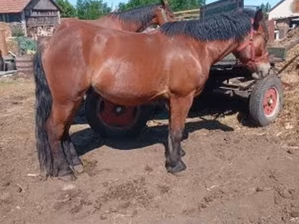 公马, Horses