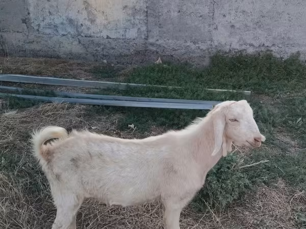 Jarac, Beetal goats