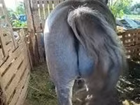 Koń, Konie — zdjęcie 2