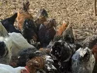 Chickens — fotografija 1