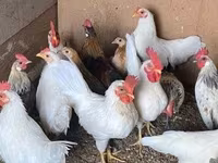 Chickens — fotografija 3