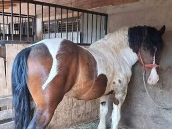 Pastuv, Gypsy horse